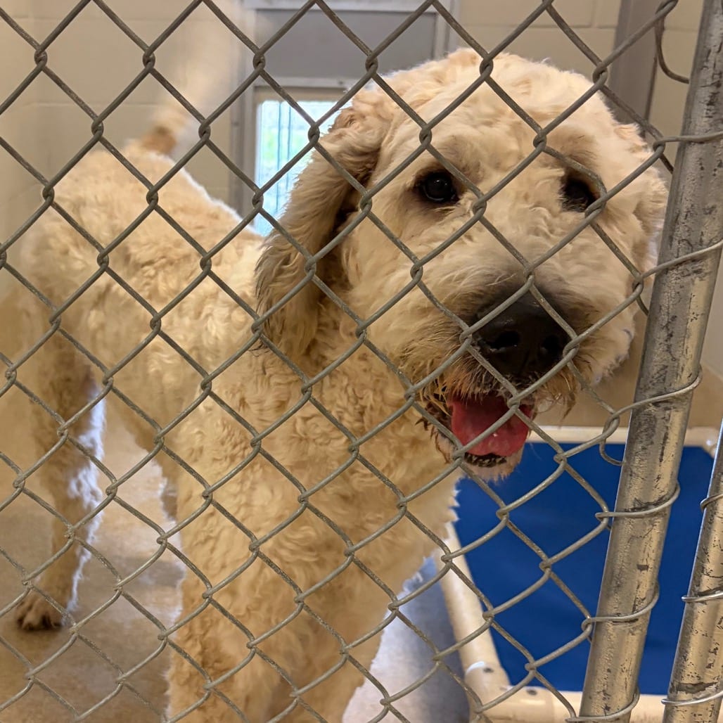 Photo of Grogu, adoptable Poodle, Standard / Mix in Bristol, Indiana