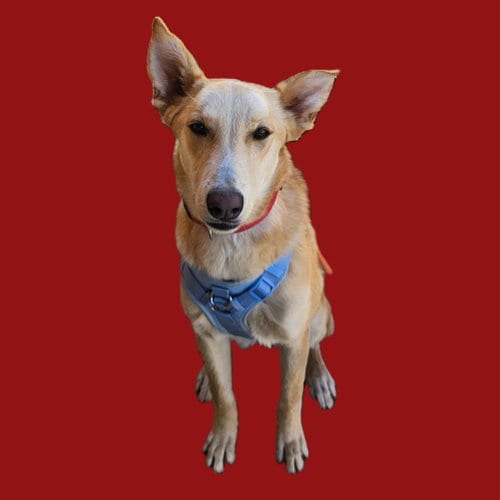 Photo of Blondie, adoptable Labrador Retriever in Dallas, Texas