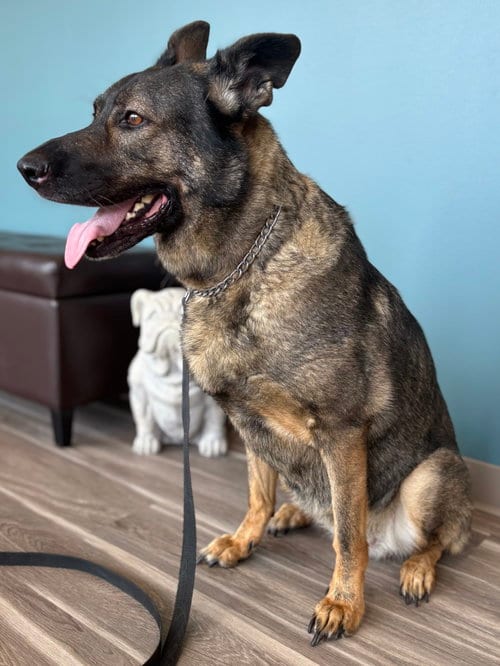Photo of Sadie 7327, adoptable German Shepherd Dog in Centreville, Virginia