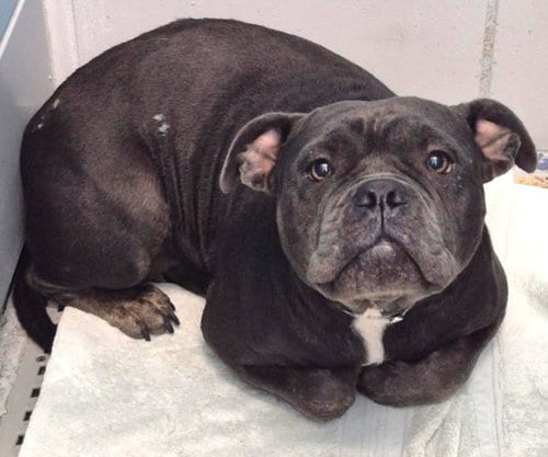 Photo of Zinnia, adoptable American Bulldog in Houston, Texas