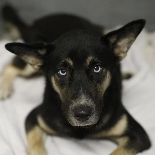 Photo of Blue Reyna, adoptable German Shepherd Dog in San Antonio, Texas