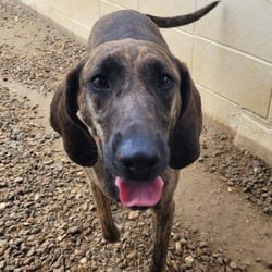 Photo of Saddle 3941, adoptable Hound (Unknown Type) in Loxahatchee, Florida