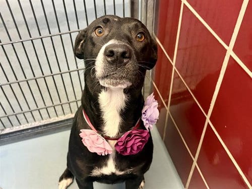 Photo of Stacy, adoptable Staffordshire Bull Terrier in Houston, Texas