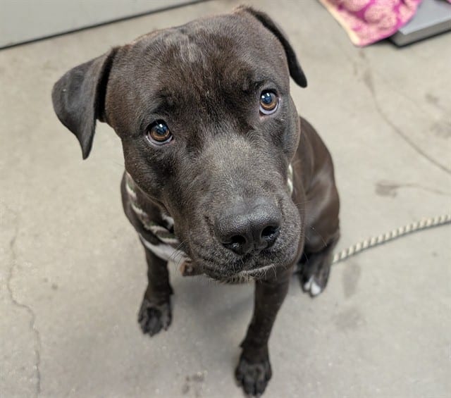 Photo of Caine, adoptable dog