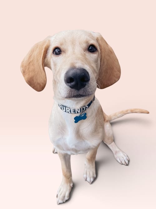 Photo of Tanner, adoptable Labrador Retriever in Rockville, Maryland