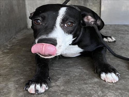 Photo of Eli, adoptable Pit Bull Terrier in Los Angeles, California