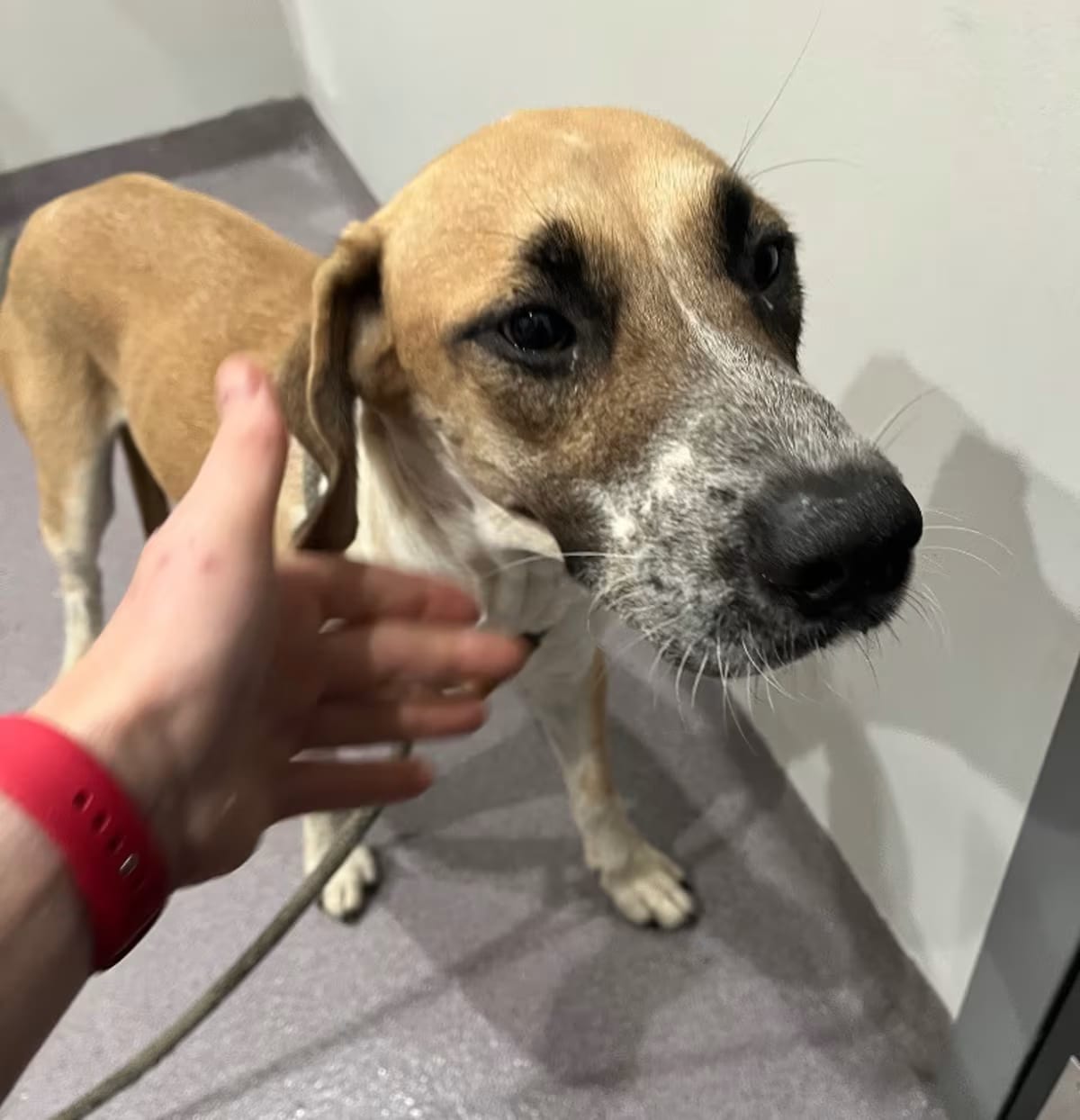 Photo of Jolene, adoptable Anatolian Shepherd in Benton, Arkansas
