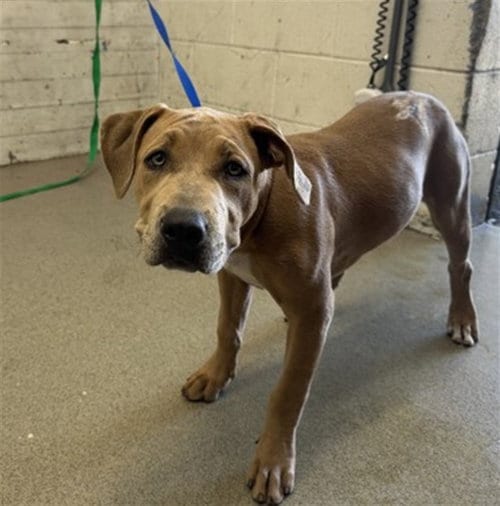 Photo of Onyx, adoptable Pit Bull Terrier in San Bernardino, California