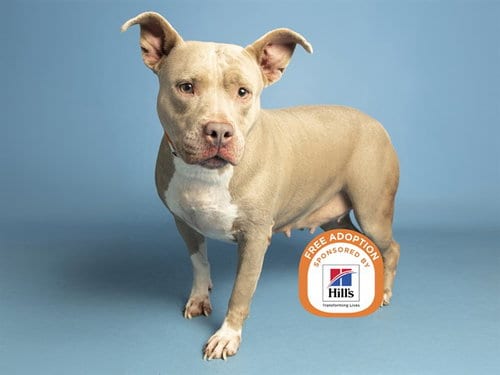 Photo of Mocha, adoptable American Pit Bull Terrier in Phoenix, Arizona