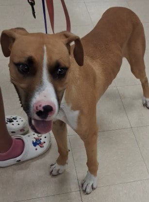 Photo of Bounce, adoptable Pit Bull Terrier in Killeen, Texas