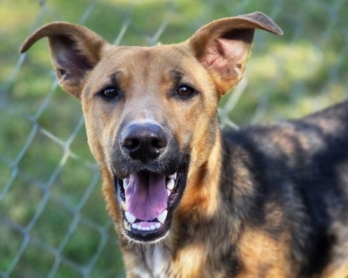 Photo of Tanner, adoptable German Shepherd Dog in Anniston, Alabama
