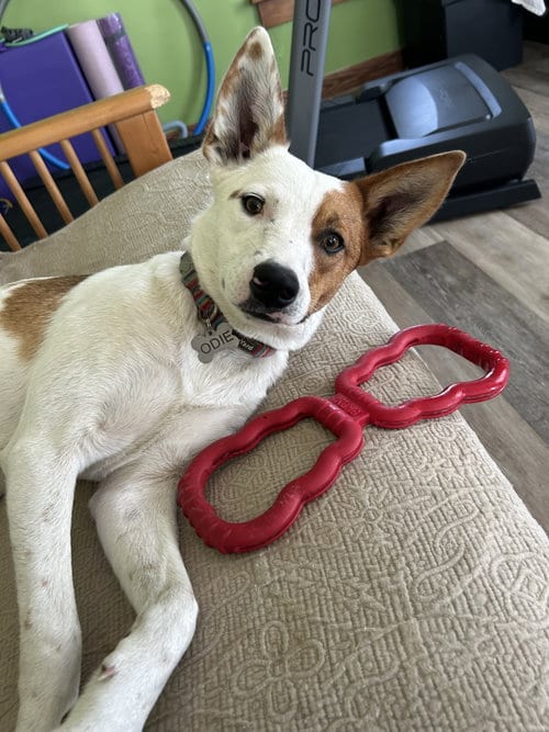 Photo of Roscoe, adoptable Australian Cattle Dog/Blue Heeler in Estherville, Iowa