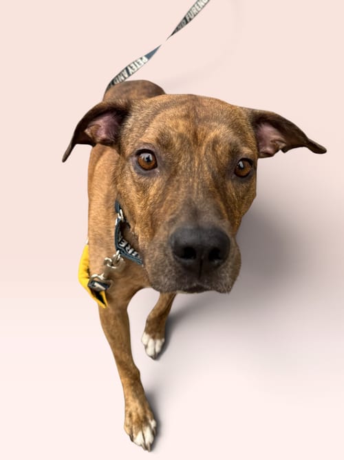 Photo of Milo, adoptable Terrier in Rockville, Maryland