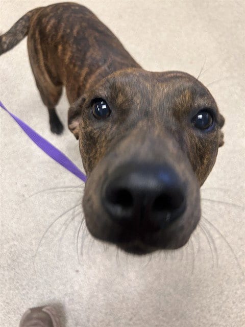 Photo of Maple, adoptable Pit Bull Terrier in Riverside, California