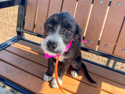 Photo of Jem, adoptable German Wirehaired Pointer in Orange, California
