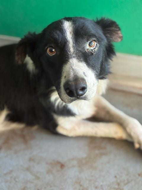 Photo of Mitch, adoptable Border Collie in Visalia, California
