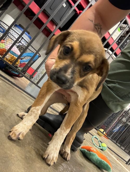 Photo of Nike, adoptable Australian Cattle Dog/Blue Heeler in Newcastle, Oklahoma