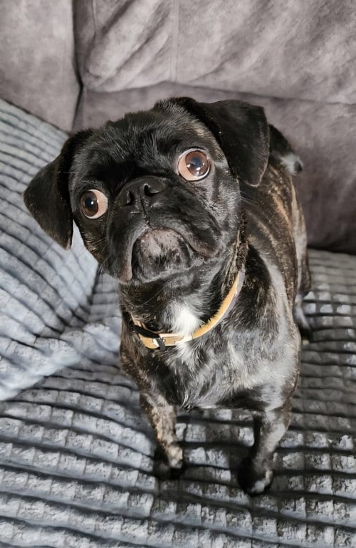 Photo of Sissy, adoptable Pug in Dublin, Ohio
