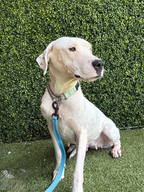 Photo of Guarina, adoptable Dogo Argentino in Naples, Florida