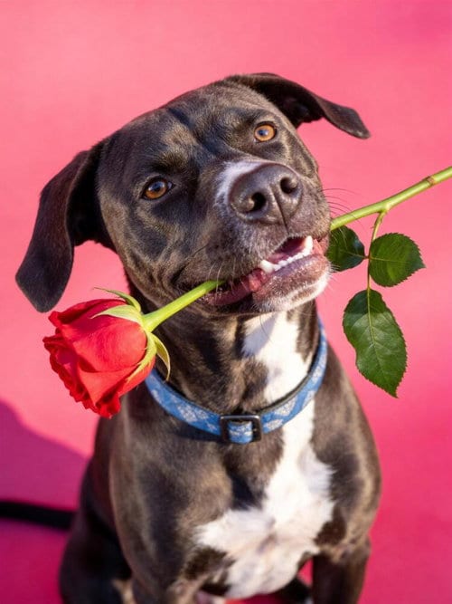 Photo of AC - Kai, adoptable American Pit Bull Terrier in Brewster, New York