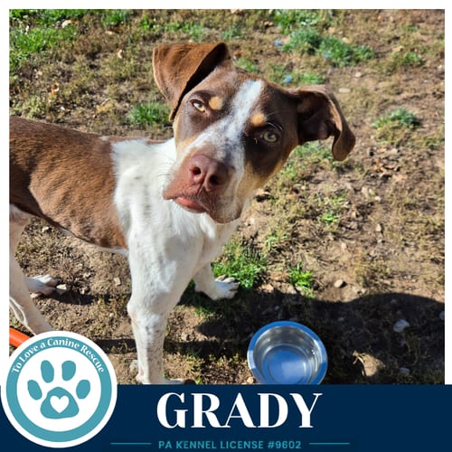 Photo of Grady 101726, adoptable Australian Cattle Dog/Blue Heeler in Kimberton, Pennsylvania