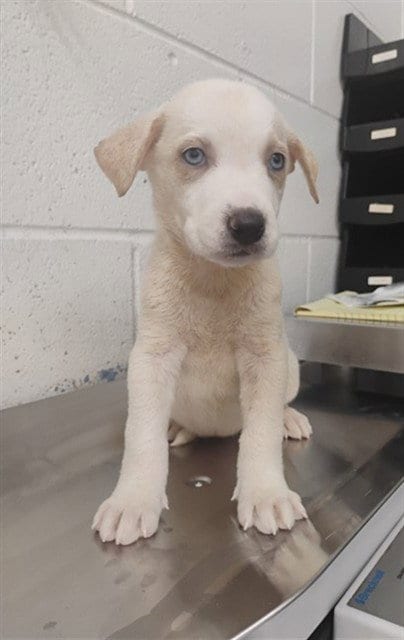 Photo of Skye, adoptable Labrador Retriever in San Bernardino, California