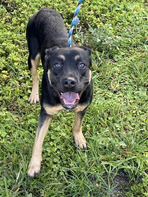 Photo of Penelope, adoptable Rottweiler in Fort Lauderdale, Florida