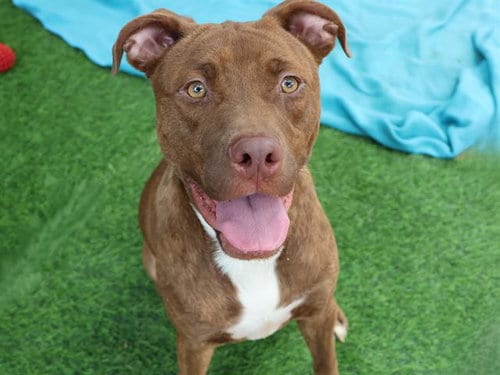 Photo of Mocha, adoptable Labrador Retriever in Tallahassee, Florida