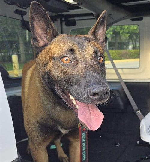 Photo of Wancai, adoptable Belgian Shepherd Malinois in Fort Lauderdale, Florida