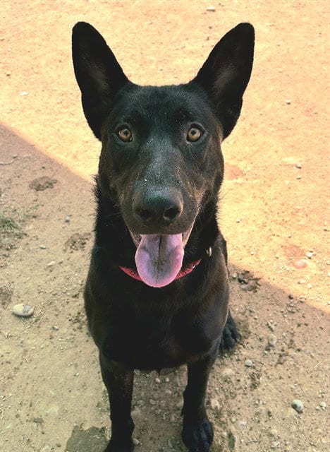 Photo of Ernie, adoptable German Shepherd Dog in Sacramento, California