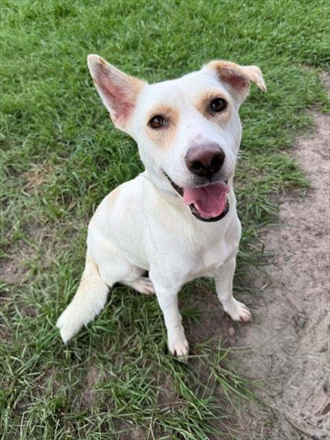 Photo of Bloom, adoptable Labrador Retriever in Conroe, Texas