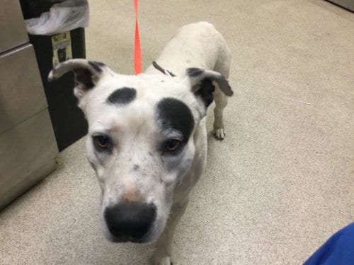 Photo of Dumpling, adoptable Pit Bull Terrier in Riverside, California
