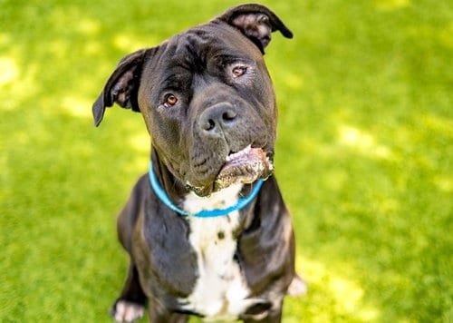 Photo of Peter Barker, adoptable Cane Corso Mastiff in San Jose, California
