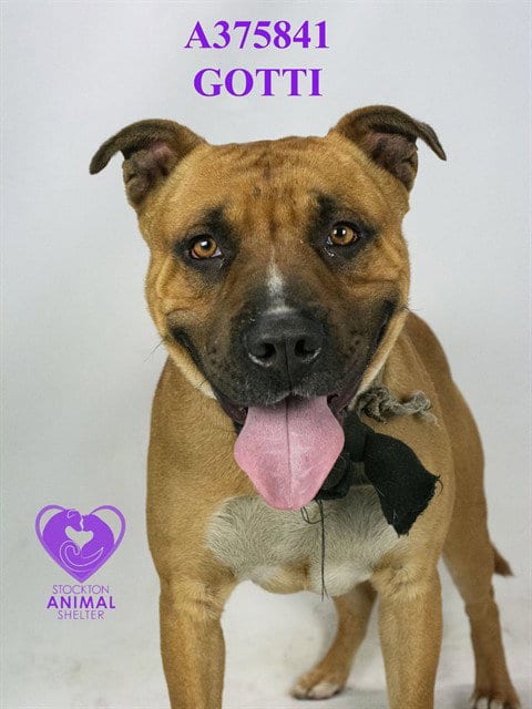 Photo of Gotti, adoptable American Bulldog in Stockton, California