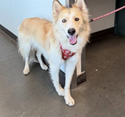 Photo of Daisy, adoptable Collie in Chatsworth, California