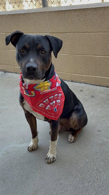 Photo of Gumbo, adoptable Rottweiler in Lompoc, California