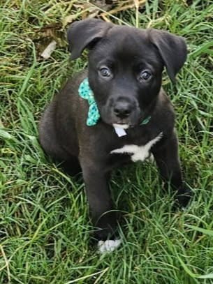 Photo of Bear, adoptable Labrador Retriever in Sacramento, California