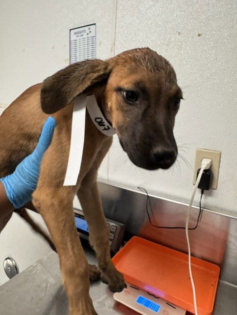 Photo of Frenchie, adoptable Boxer in Bakersfield, California