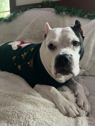 Photo of Jewel, adoptable dog in Atlanta, Georgia