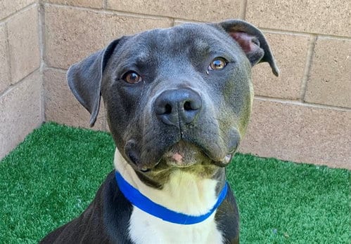 Photo of Baxter, adoptable Pit Bull Terrier in Moreno Valley, California