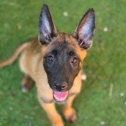Photo of Victoria KL, adoptable Belgian Malinois in Hartford, Connecticut