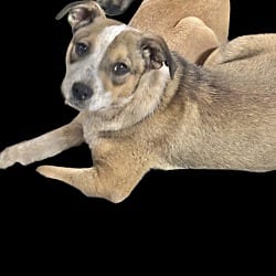 Photo of Angel, adoptable Australian Cattle Dog in East Hartford, Connecticut