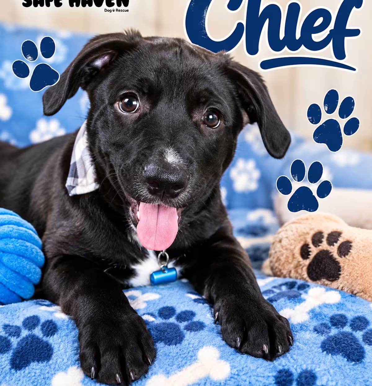 Photo of Chief, adoptable Labrador Retriever in Elburn, Illinois
