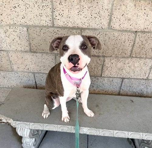 Photo of Panda, adoptable Pit Bull Terrier in Lompoc, California