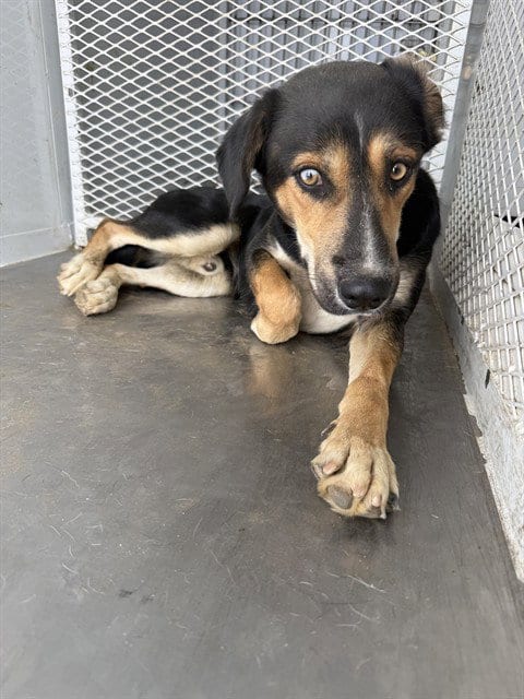 Photo of Henry, adoptable German Shepherd Dog in Bakersfield, California
