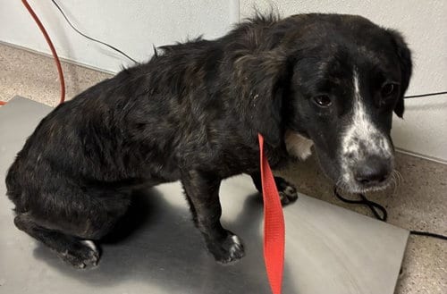 Photo of Cinder, adoptable Australian Cattle Dog/Blue Heeler in Bakersfield, California