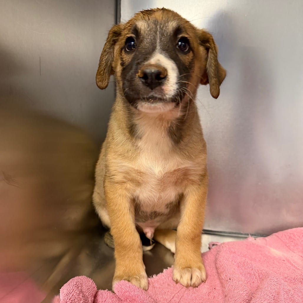 Photo of Fluffula, adoptable Mixed Breed (Large) in Martinsville, Virginia