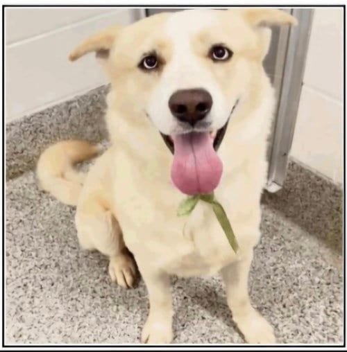 Photo of Blue, adoptable Husky in Winston Salem, North Carolina