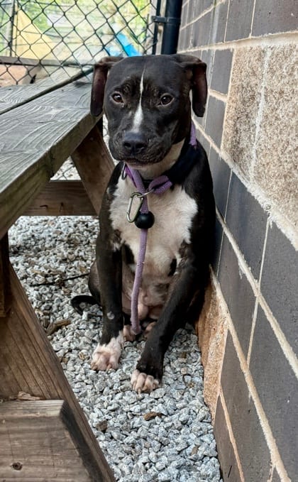 Photo of Dukes, adoptable dog in Chamblee, Georgia