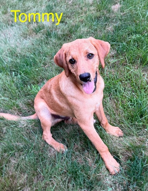 Photo of Tommy Lee, adoptable Redbone Coonhound in LEBANON, Connecticut